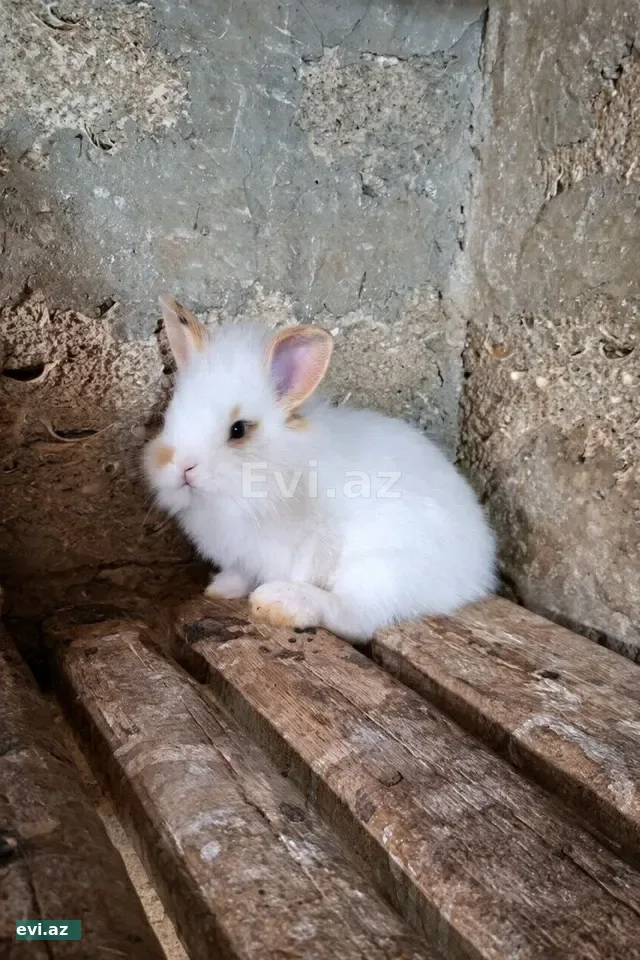 Dovşan balaları