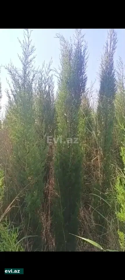 Ağac və Güllər