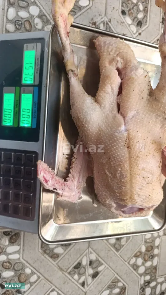 Lal ördek Səsli ördək