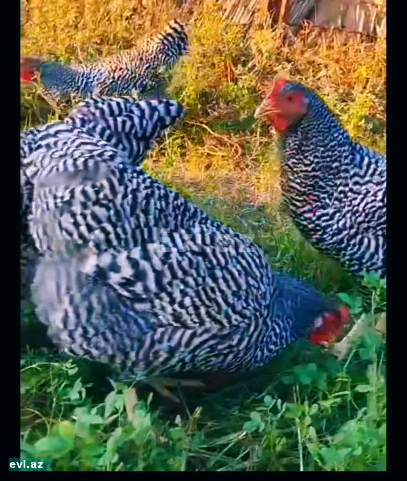 Pleymut Amrok /Plymouth Amrock yumurta və cücə satışı