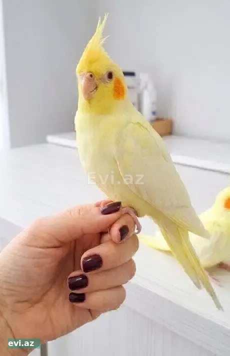 Tutuquşu balası