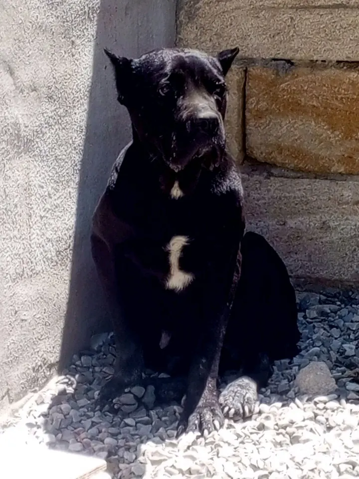Cane Corso