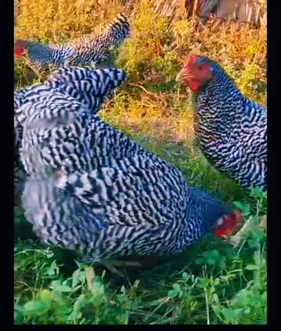 Pleymut Amrok /Plymouth Amrock yumurta və cücə satışı